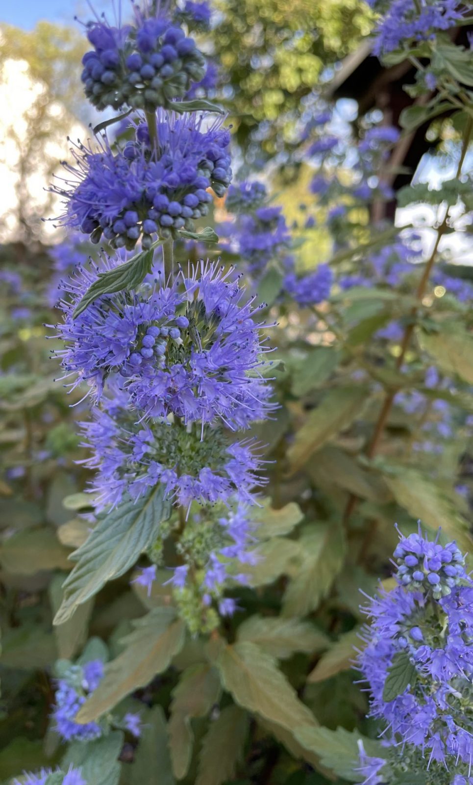 013DD28E-F81E-4C77-B370-B05B53B0B7BD