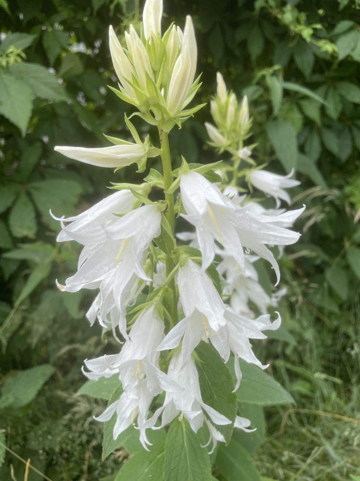 01D8FFC2-C601-48A8-BB2A-C489FB9E7C78