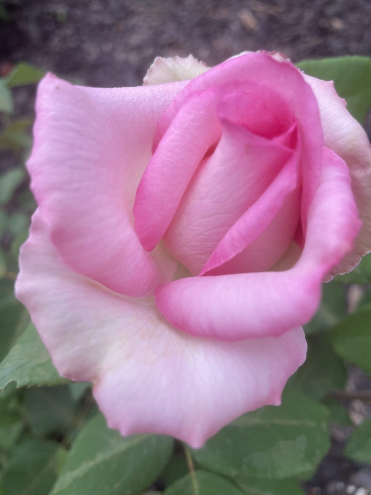 02062745-A35C-43FA-B11E-A5759C937552