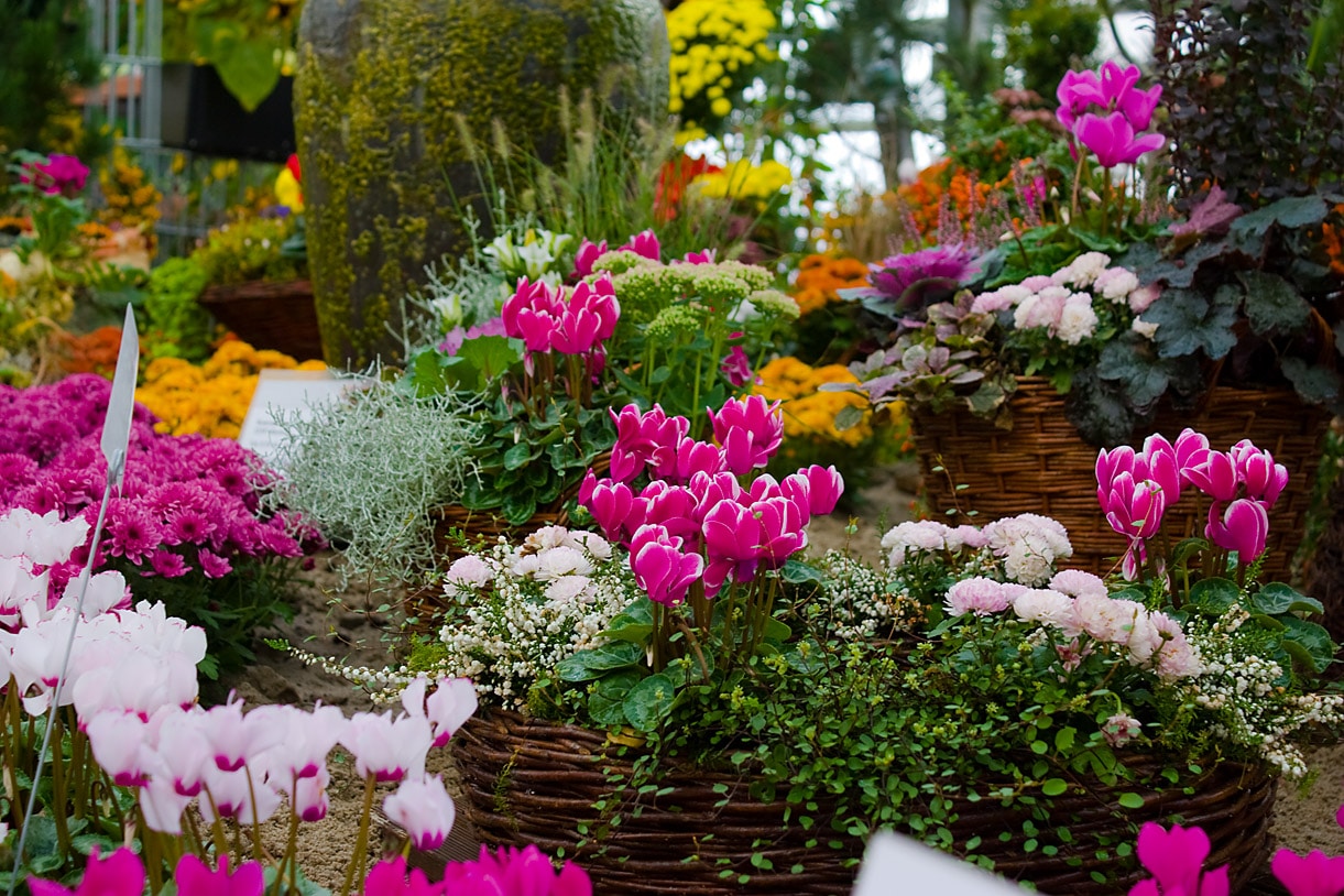 024-diverse-blumen.jpg bn