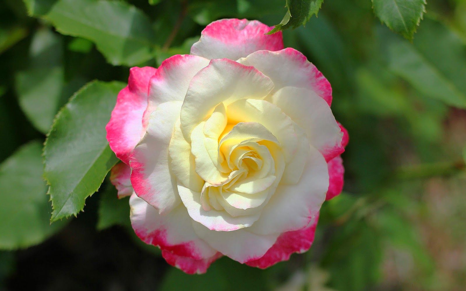 04501cb2fc39d17f44e78d937ec94eae