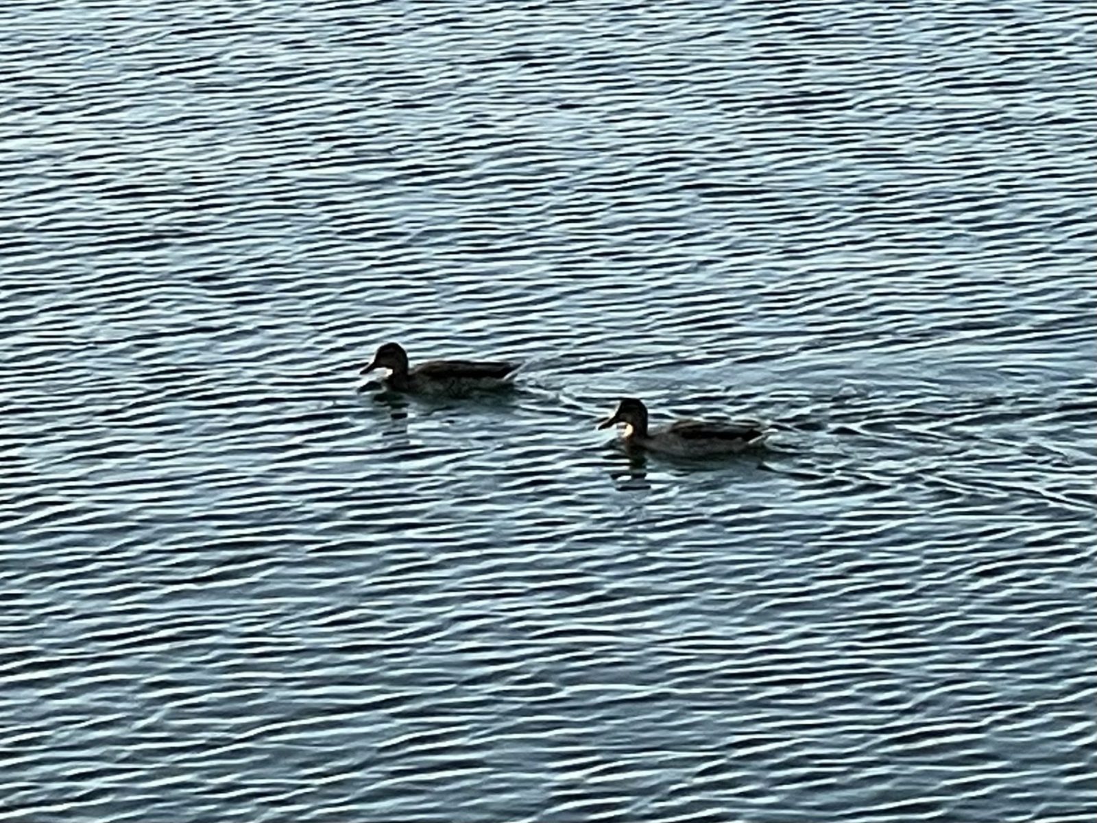 04F75717-9348-4386-99BB-DAA8BAC7D04C