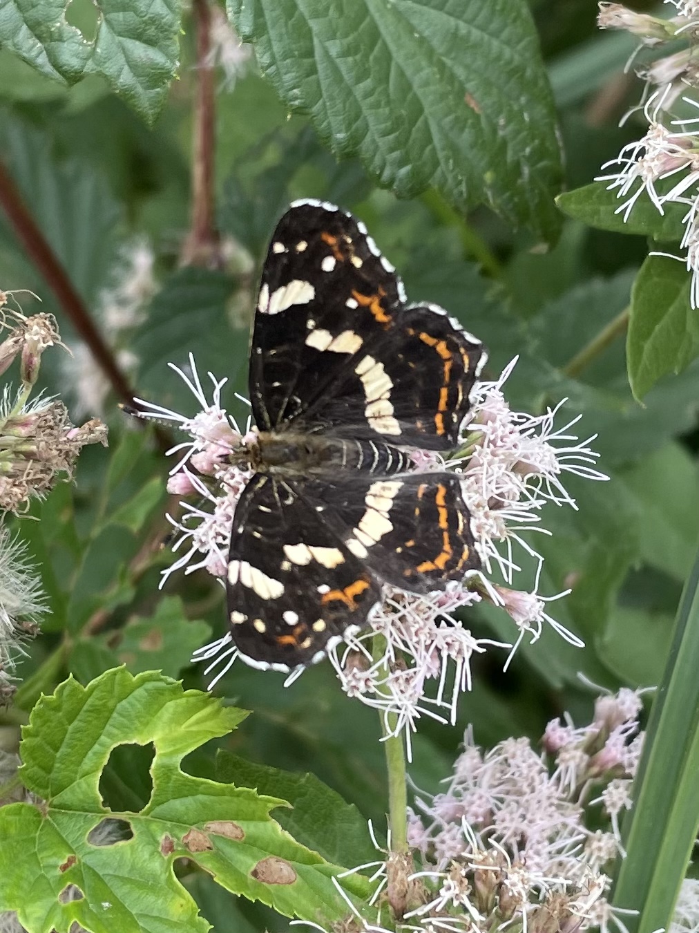 0505C2D0-EB3B-4CBA-AA2F-C29C47C16485