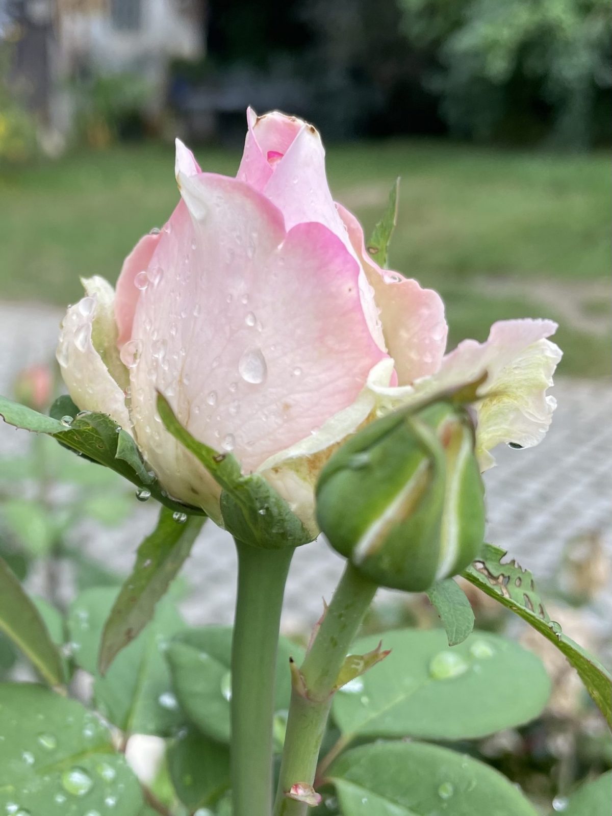 05C6CA9C-45B8-4FF8-BAEF-444E1ED58D2A