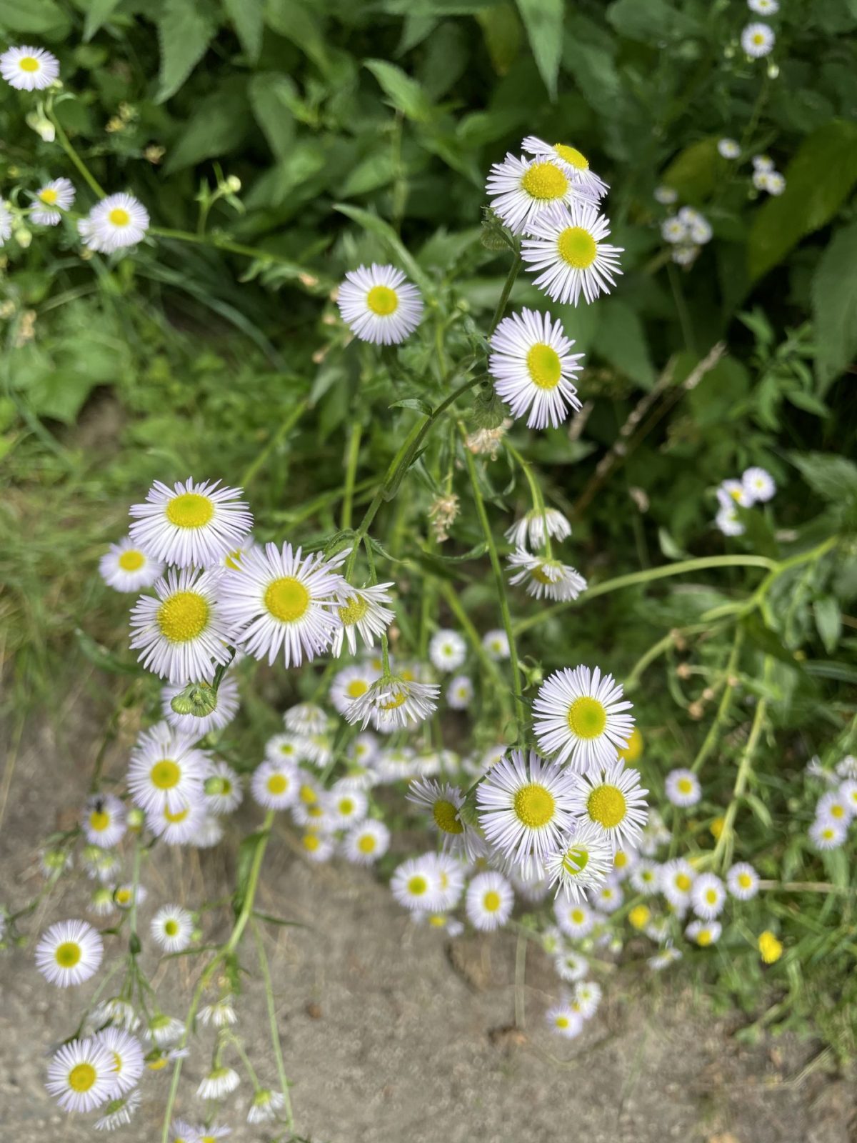 06CF0B56-8A37-4C6E-B3AB-209E898BB2DA