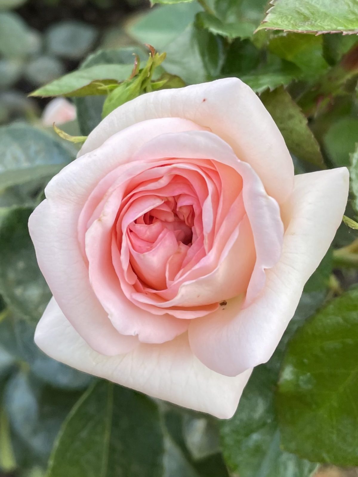 0775B90B-D966-4474-B03D-DE634E40BA04