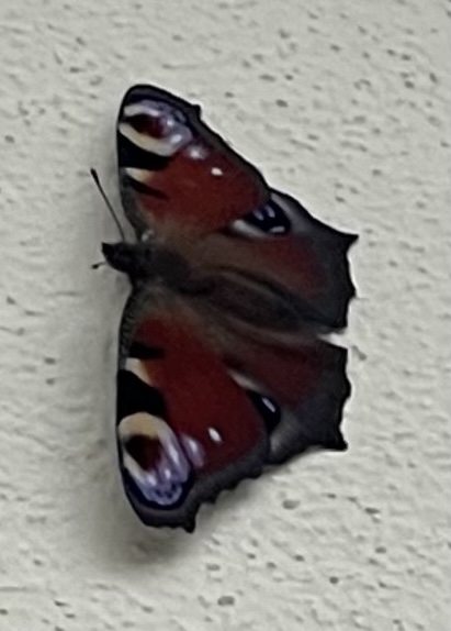 07BE9500-9AF4-47BB-A91F-8B8F42FDE2CC