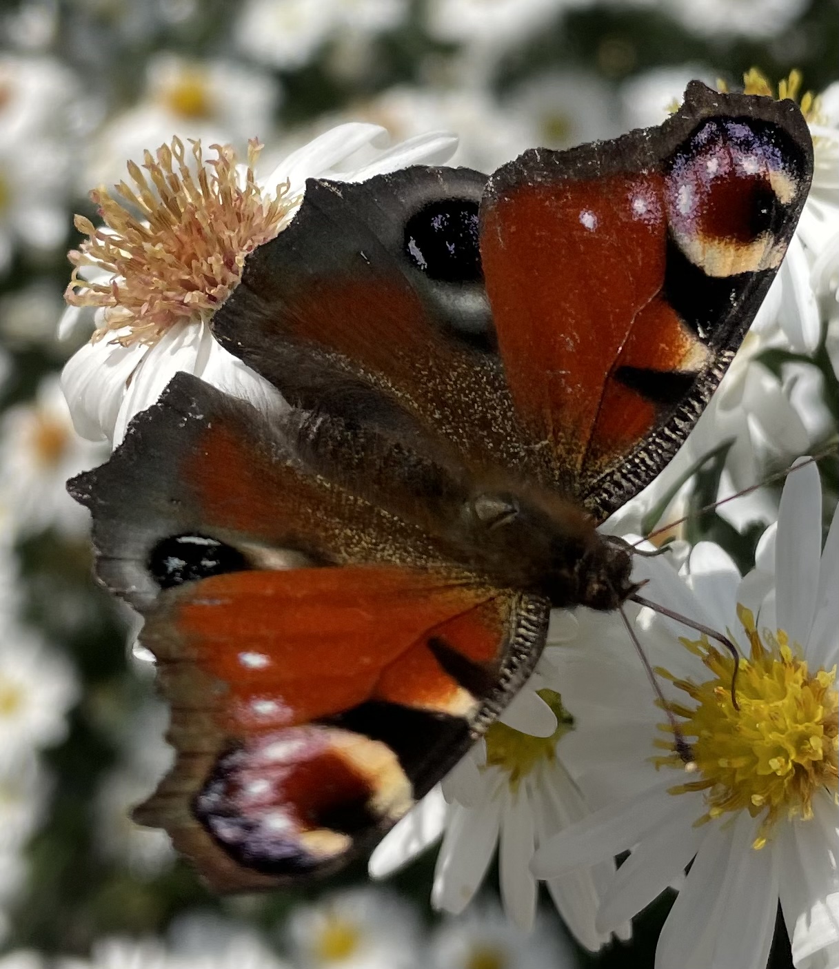 084F9994-B038-4C27-8174-C5134233B749