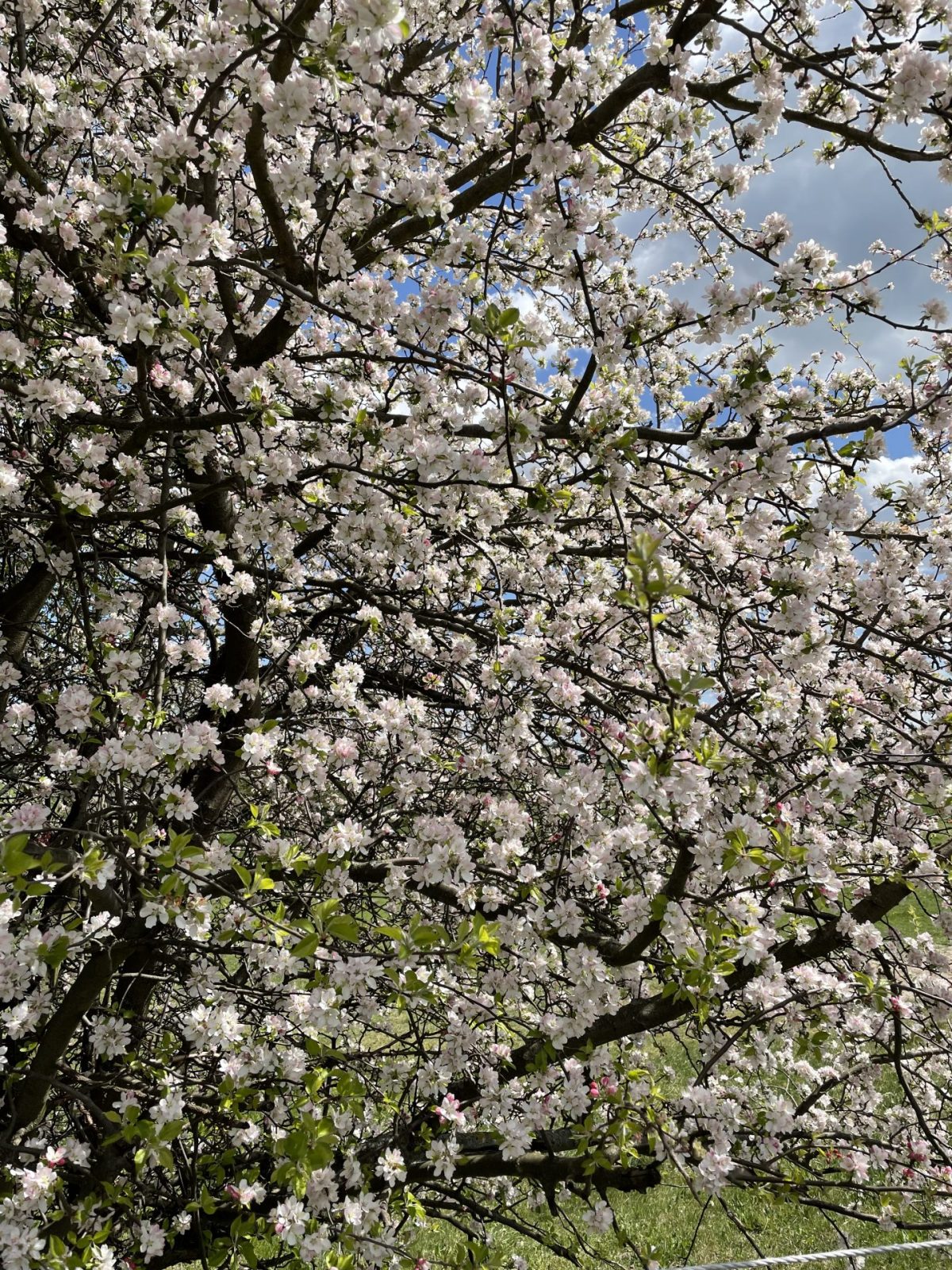 08DC0DBE-0D2F-4A35-AD40-2AFC64CF9440