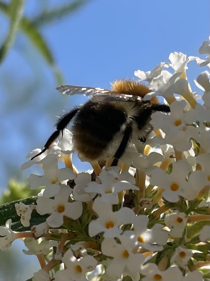 09C9C51C-8F8A-44F1-BA1E-2AA62CAA18CB