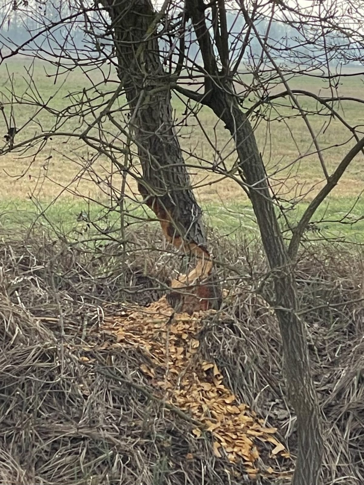 0A582447-E9C7-41A6-A6FC-428B018A31CB