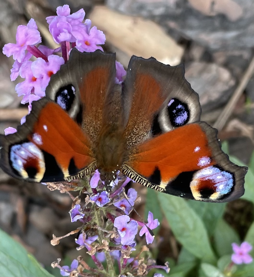 0B8B38DD-382D-41C2-9753-F19CB20FF8EB