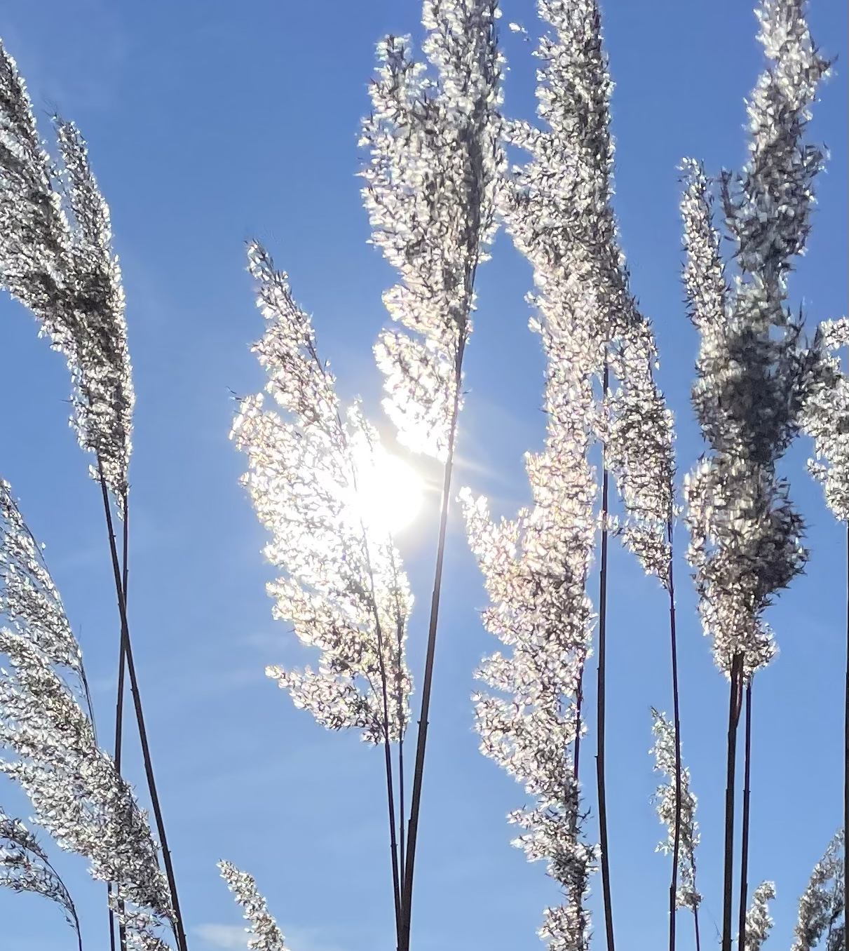 0B96EC9C-D976-42A1-B212-9CE37F96488E