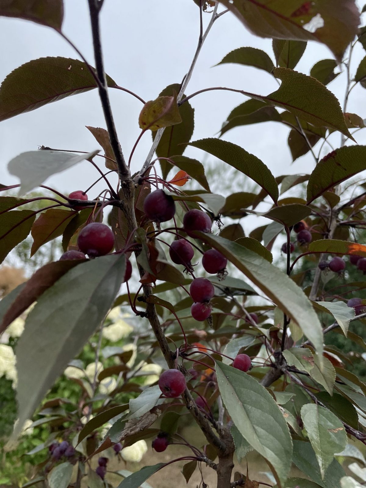 0C6A55E1-7286-4511-9449-77E68696609E