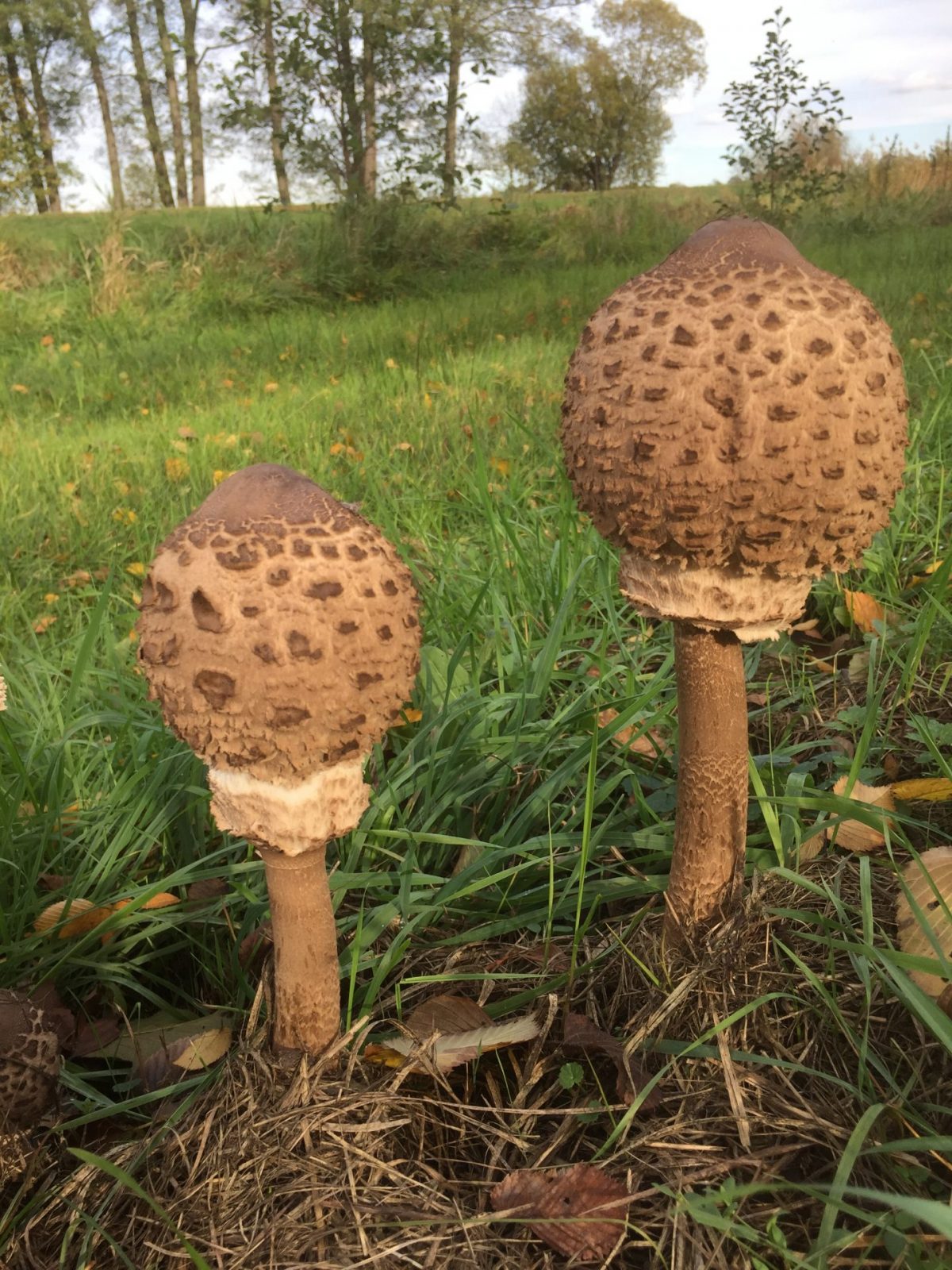 0C8715E3-E10B-4CED-9F5A-57F45746C7A7