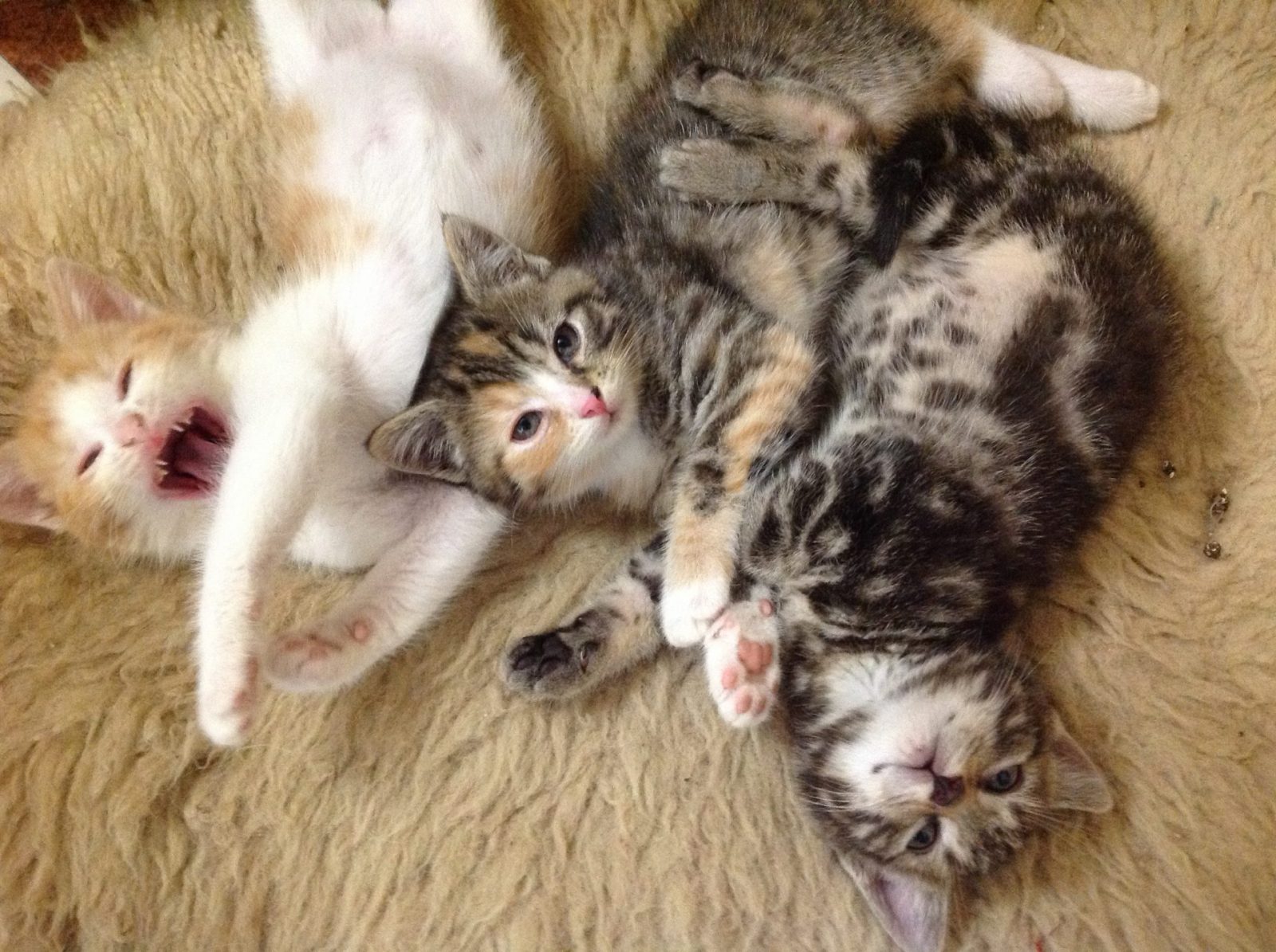 0CBB94D4-7F1C-46F7-A9F6-BF33BFD2CCF1