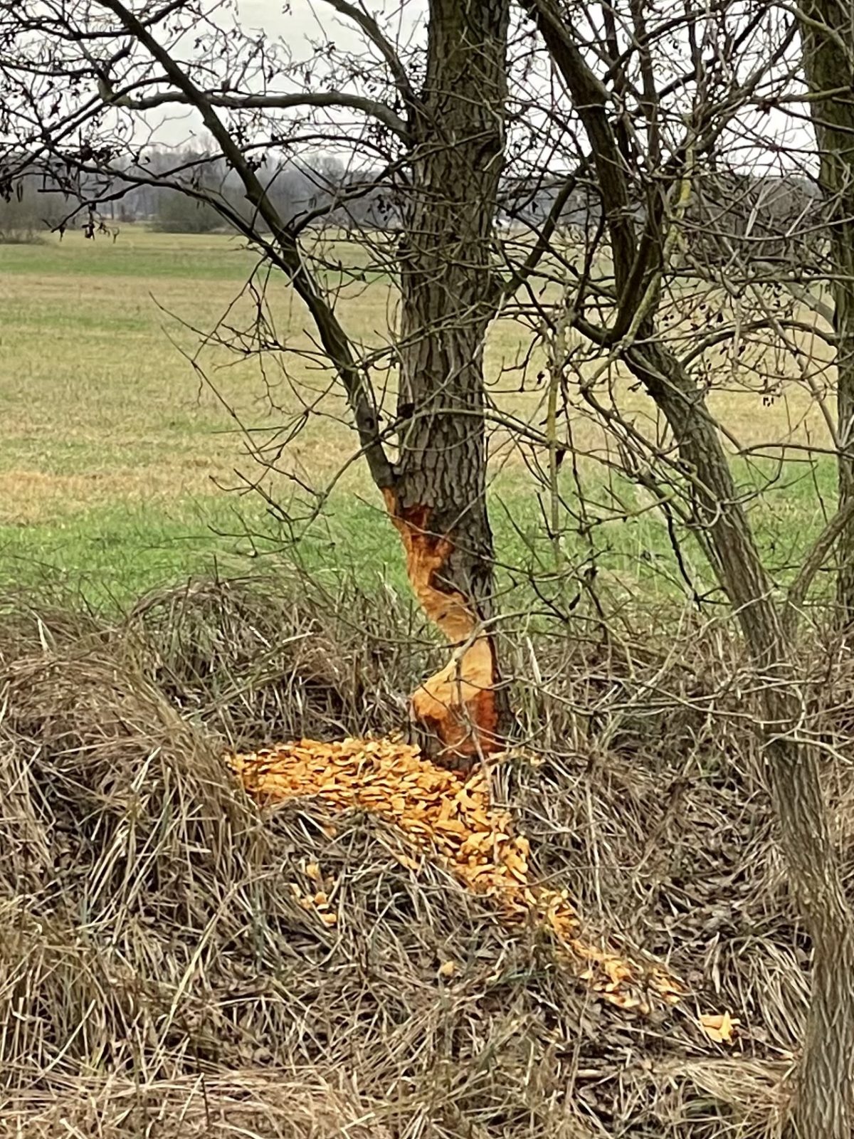 0D7DD339-C406-40D1-940C-273CBFDDC94C