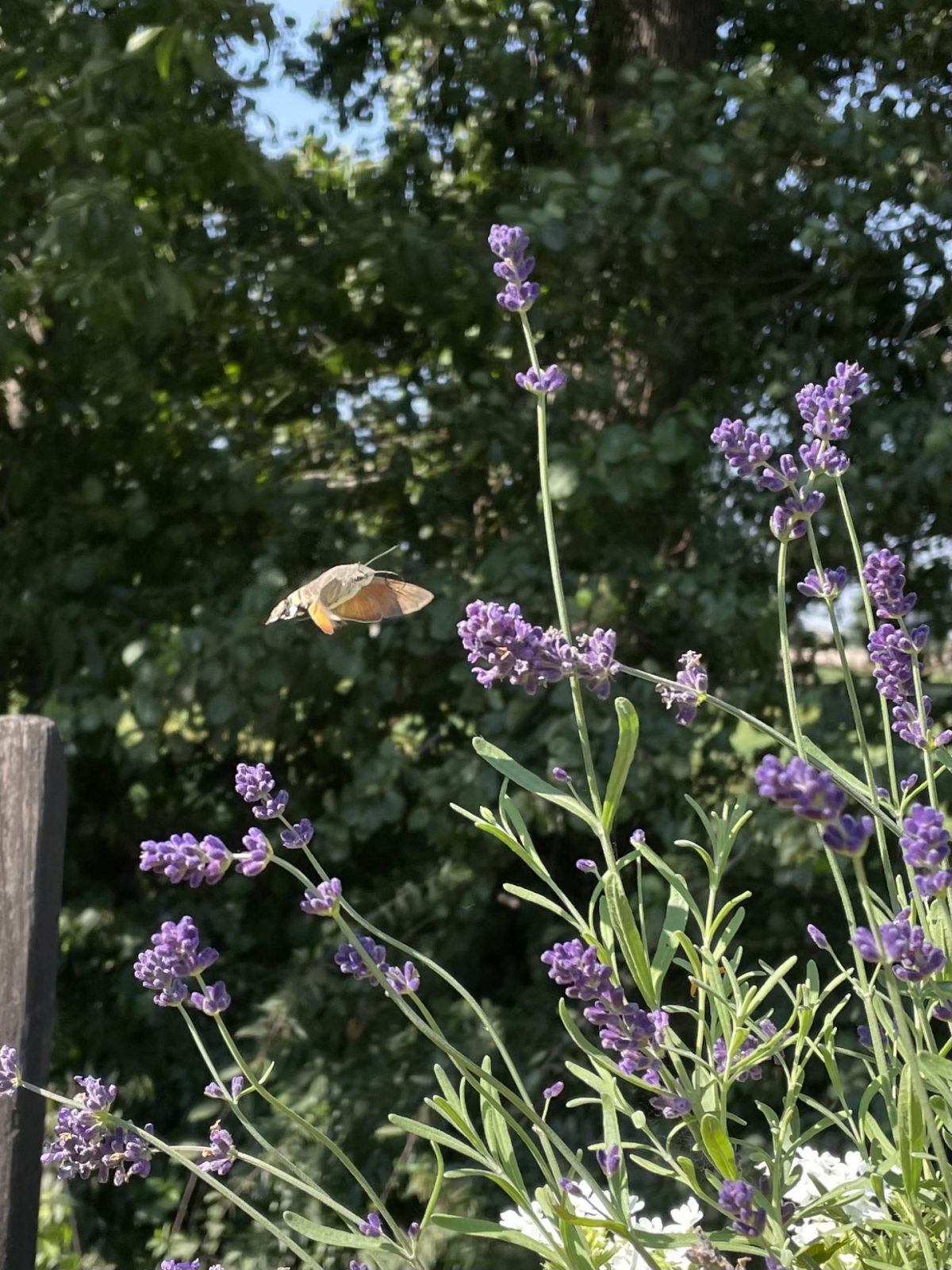 0E45BFCD-EE76-4397-8B1B-2FC401FE8158