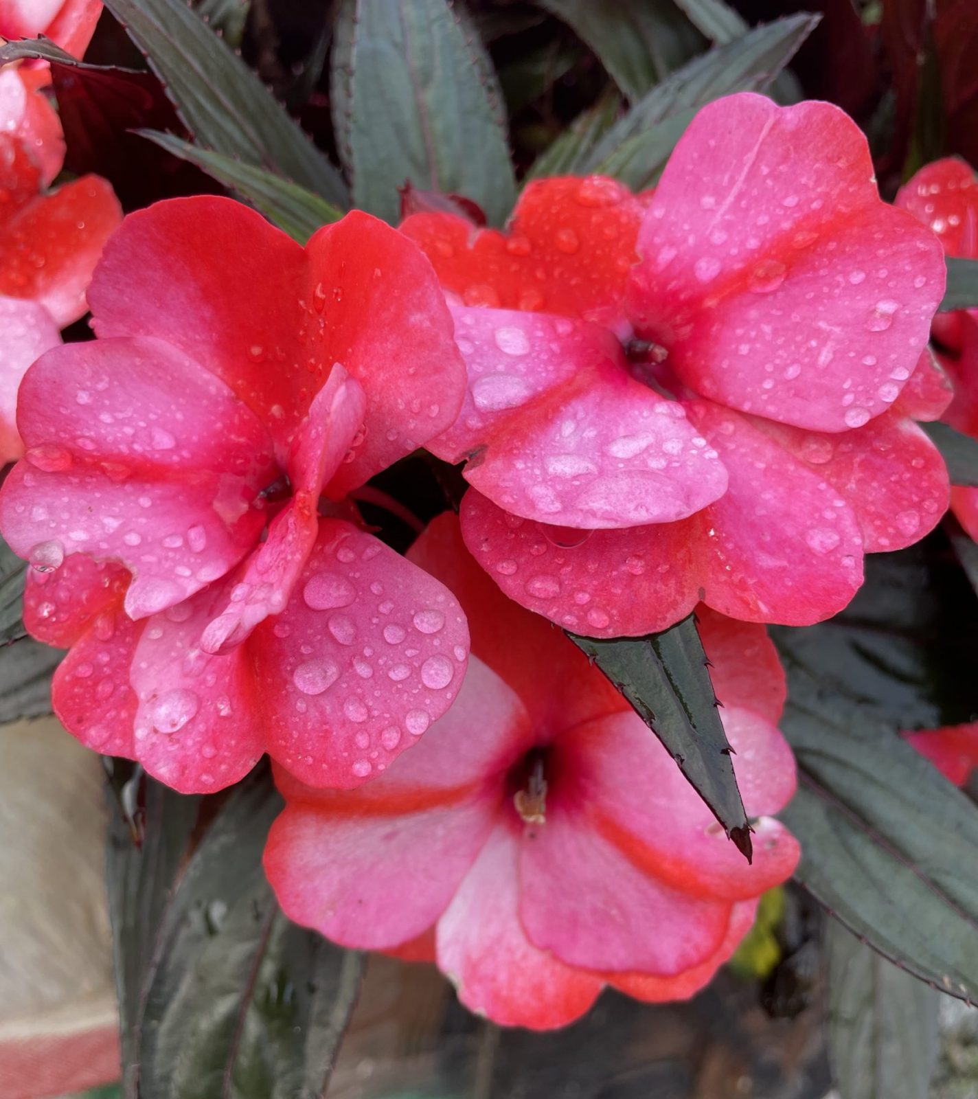 0F28E2E6-BDD5-4B15-BDFC-7A418178BF55