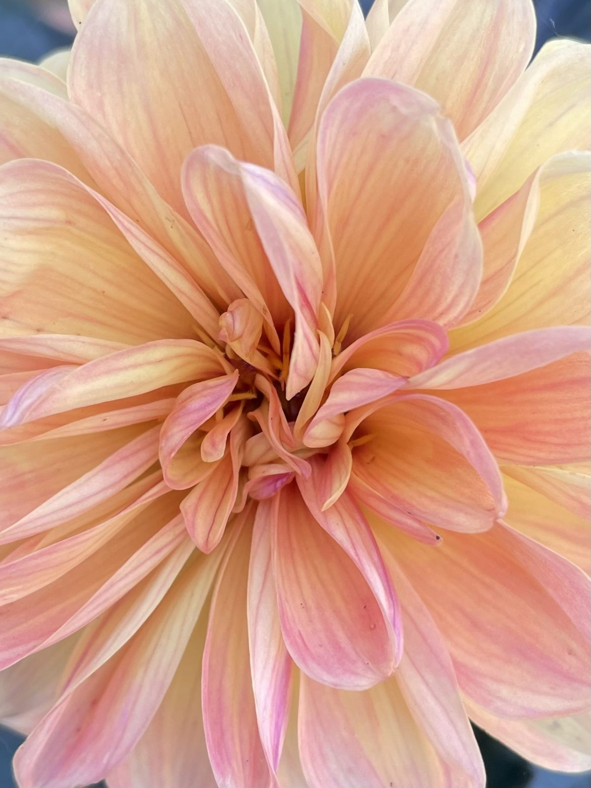 0F9DE869-7BA2-4A6A-B784-21DC78EA50F8