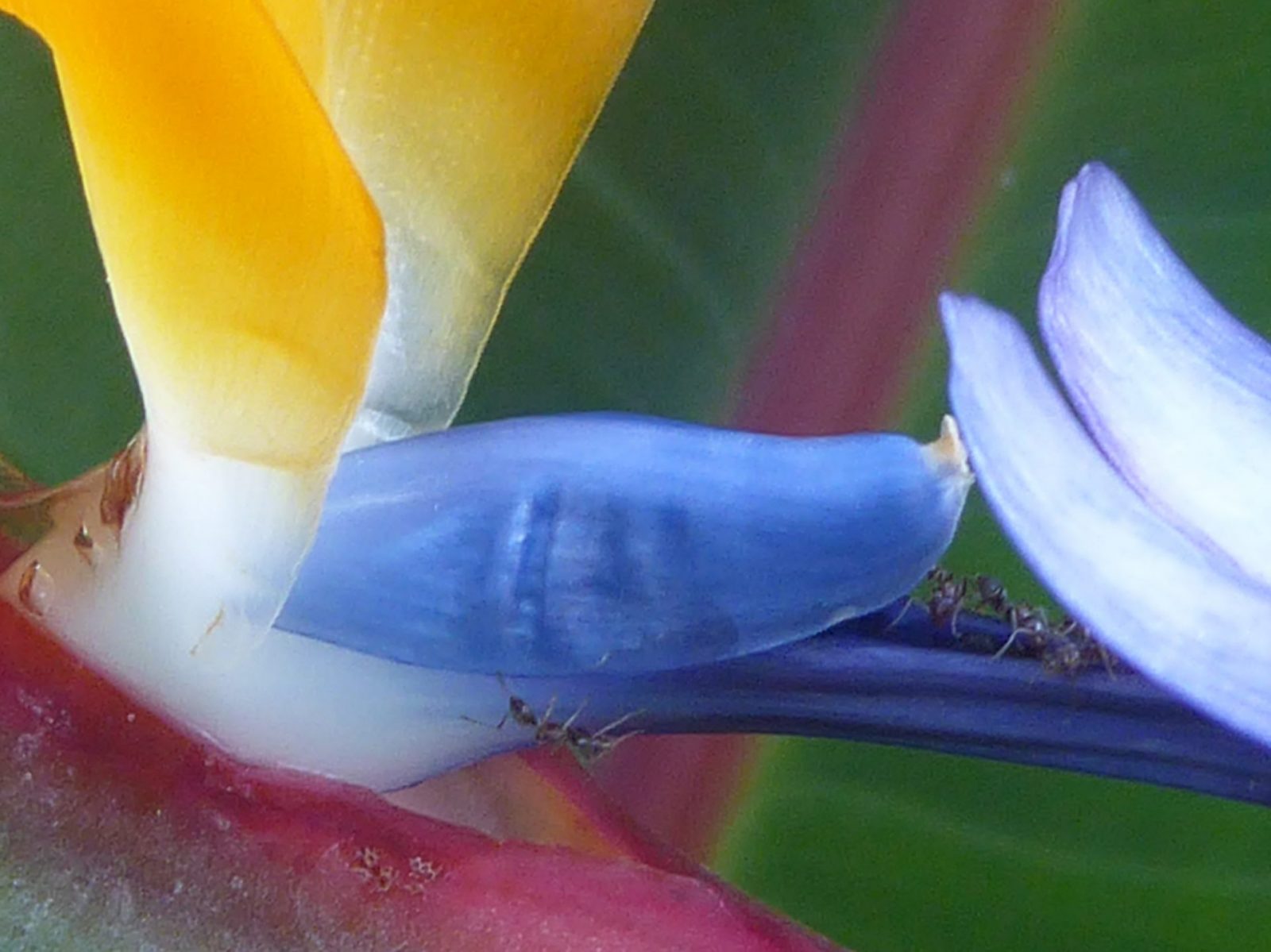 1.12.2021 Ameisen Madera (22)2