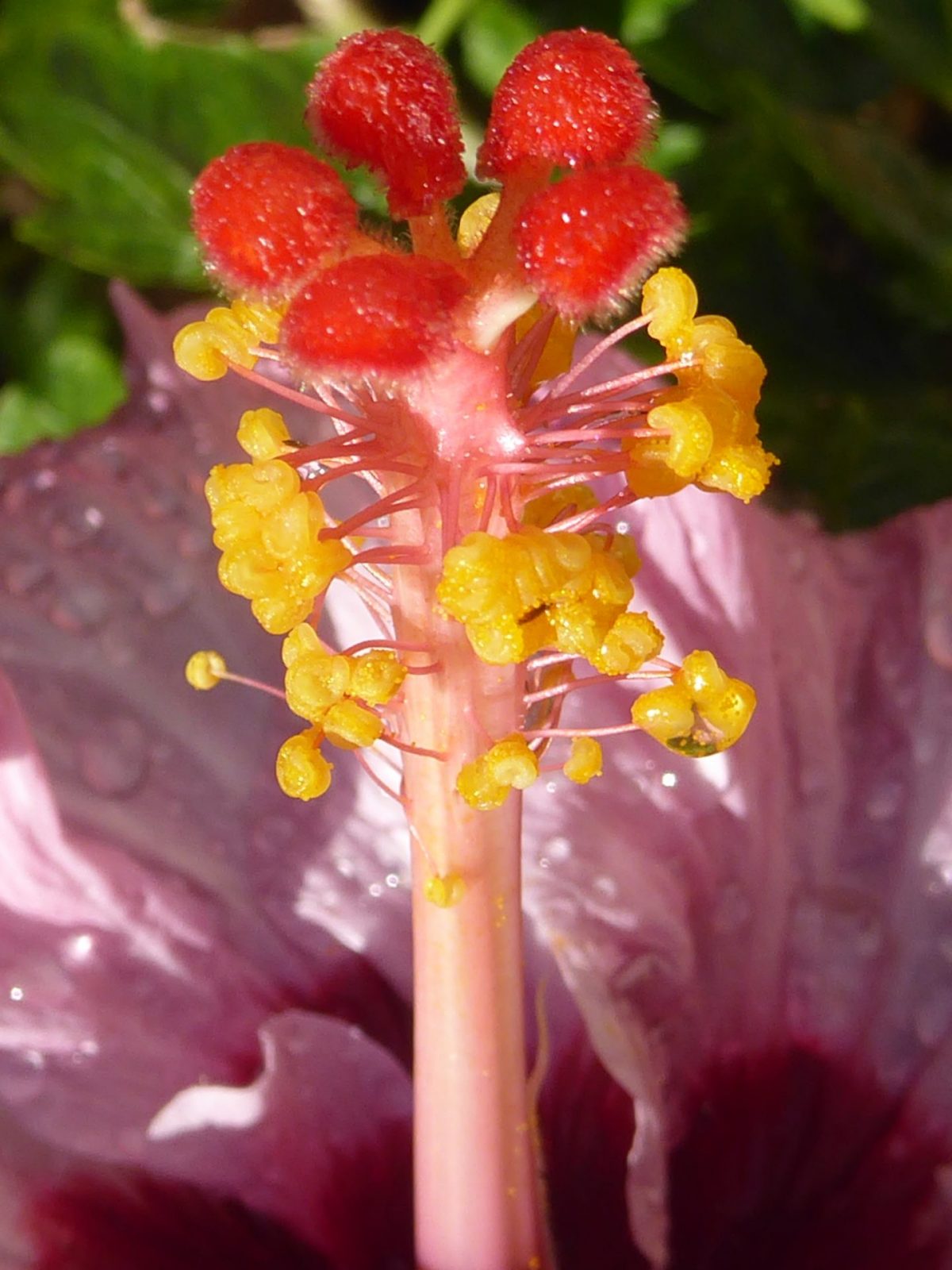 1.12.2021 auf der Blumeninsel Madera (10)