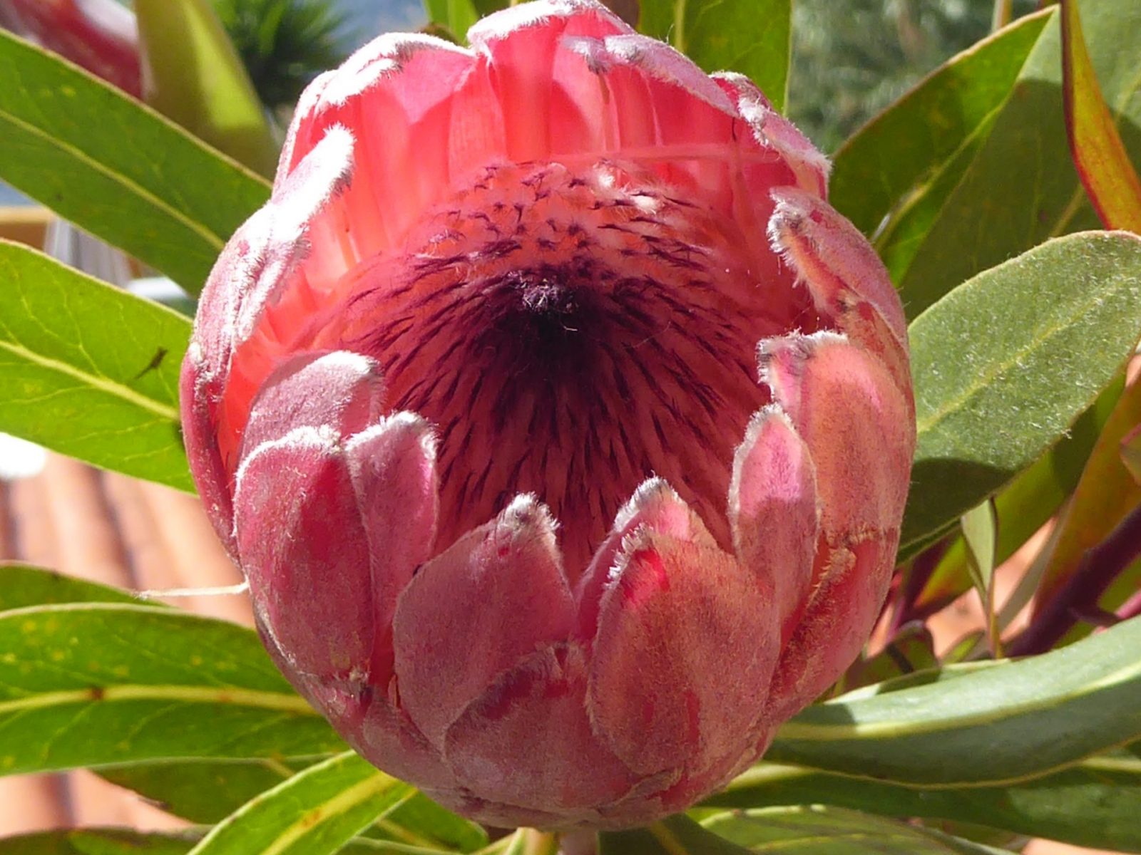 1.12.2021 auf der Blumeninsel Madera (114)