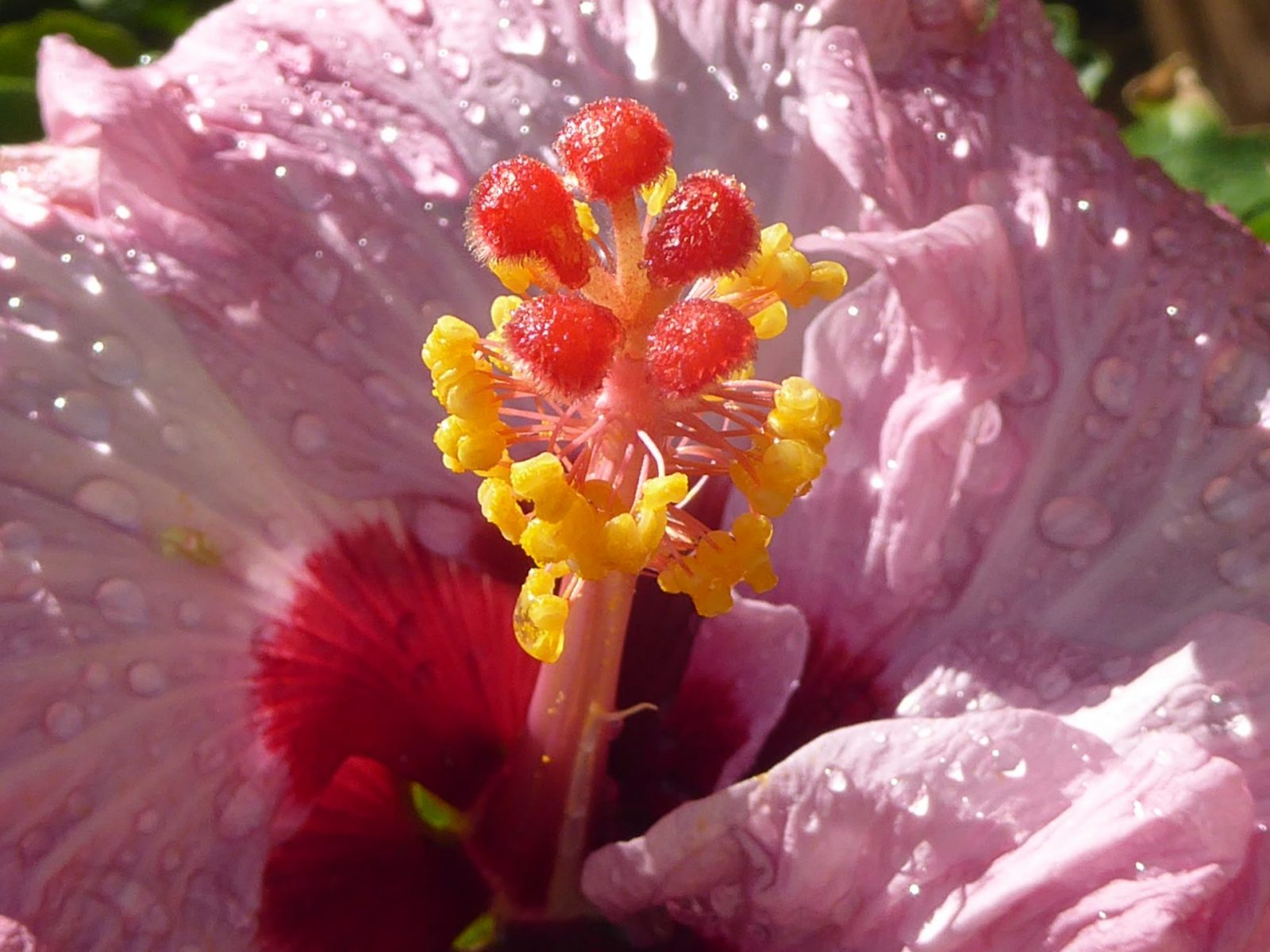 1.12.2021 auf der Blumeninsel Madera (12)