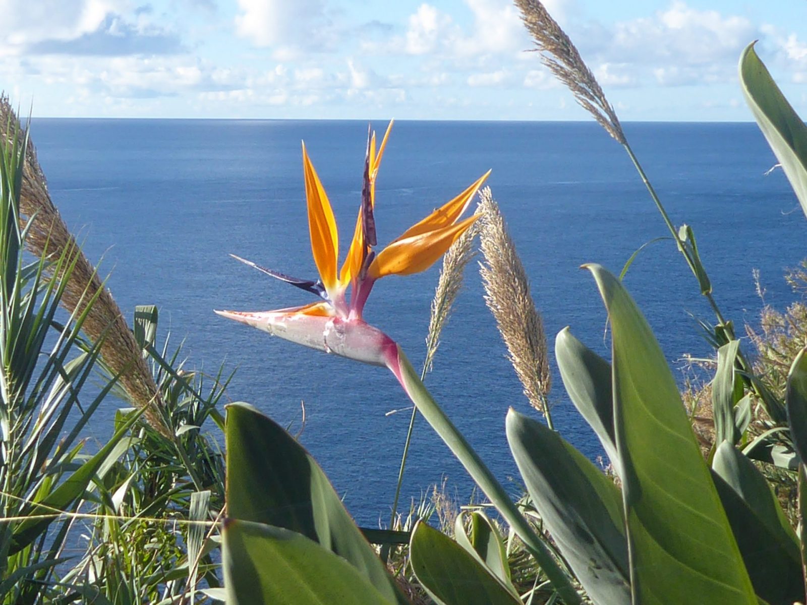 1.12.2021 auf der Blumeninsel Madera (17)