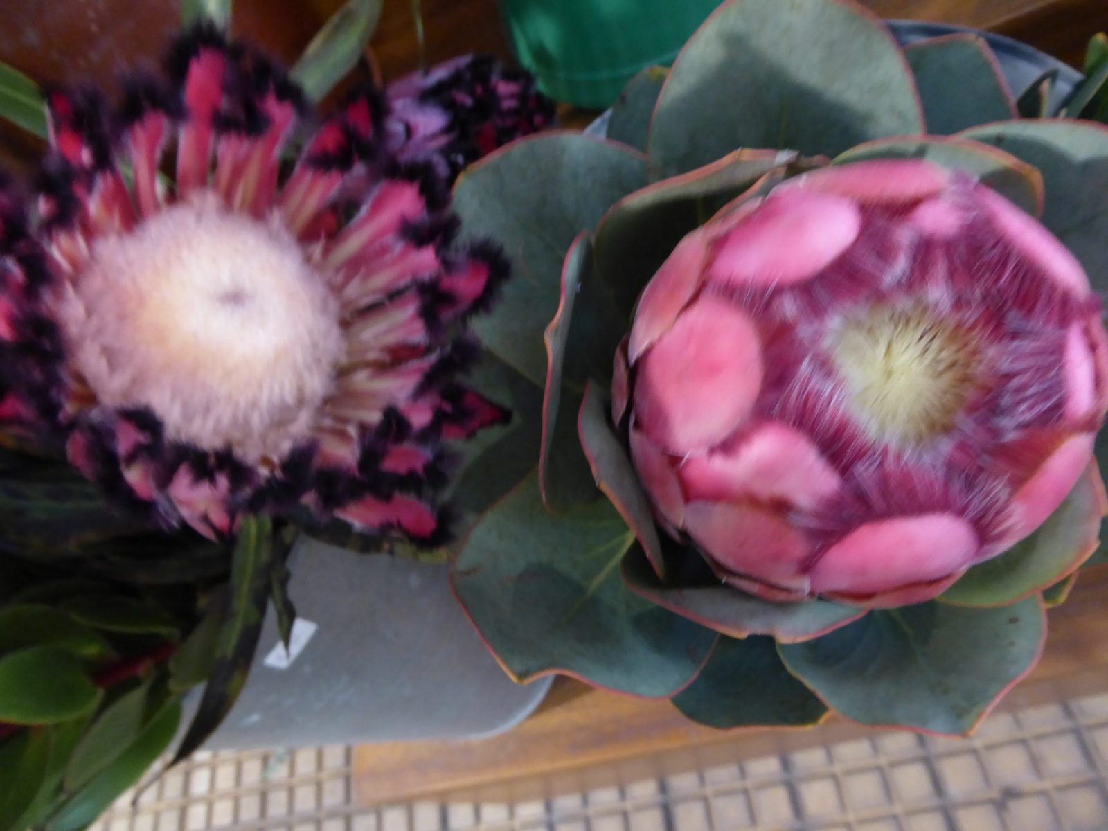 1.12.2021 auf der Blumeninsel Madera (196)