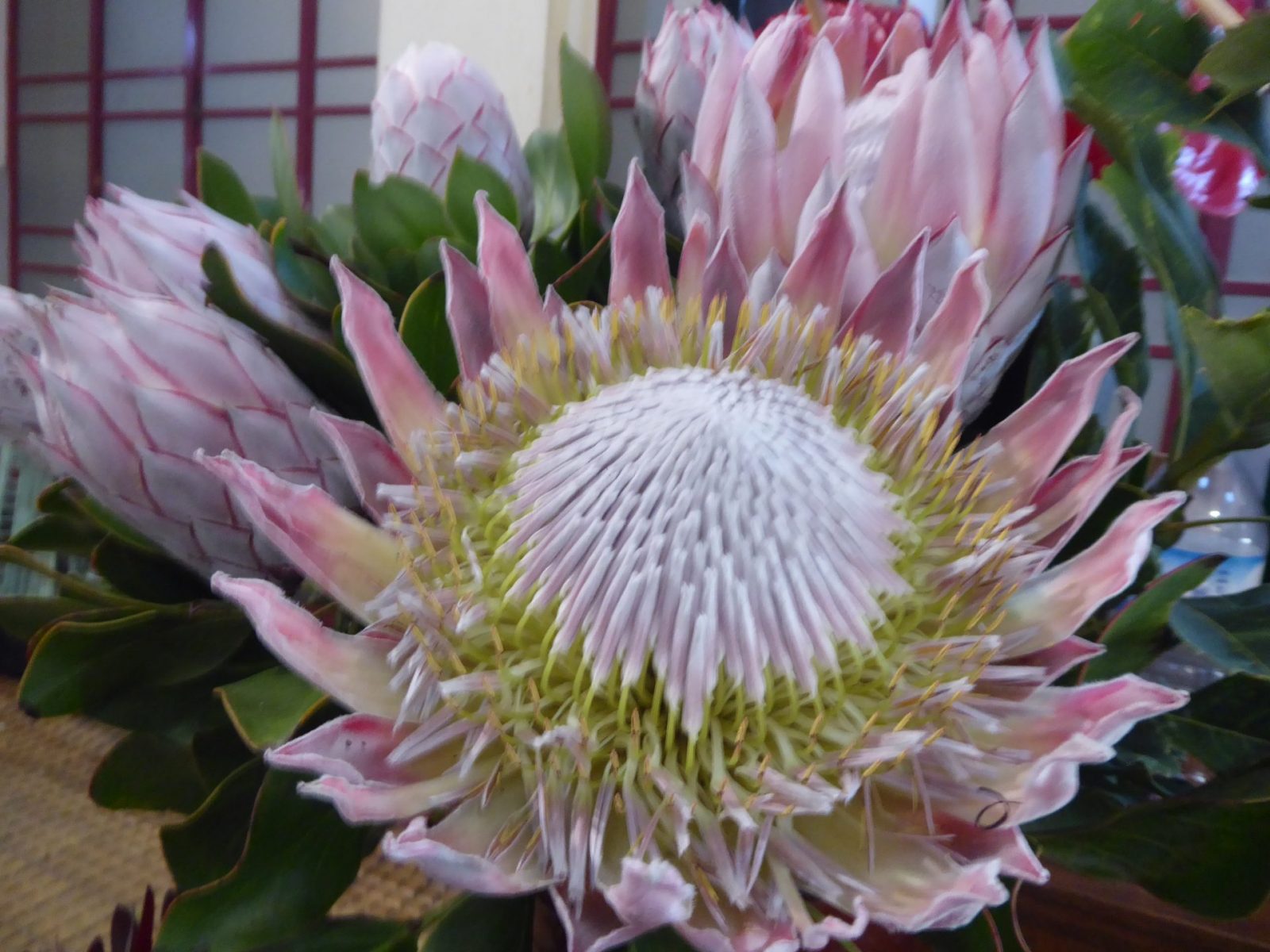 1.12.2021 auf der Blumeninsel Madera (197)