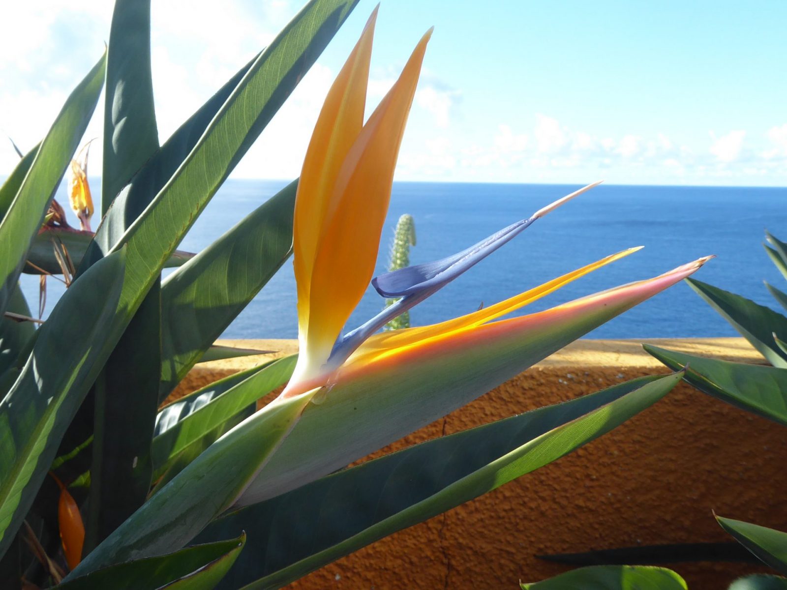 1.12.2021 auf der Blumeninsel Madera (24)