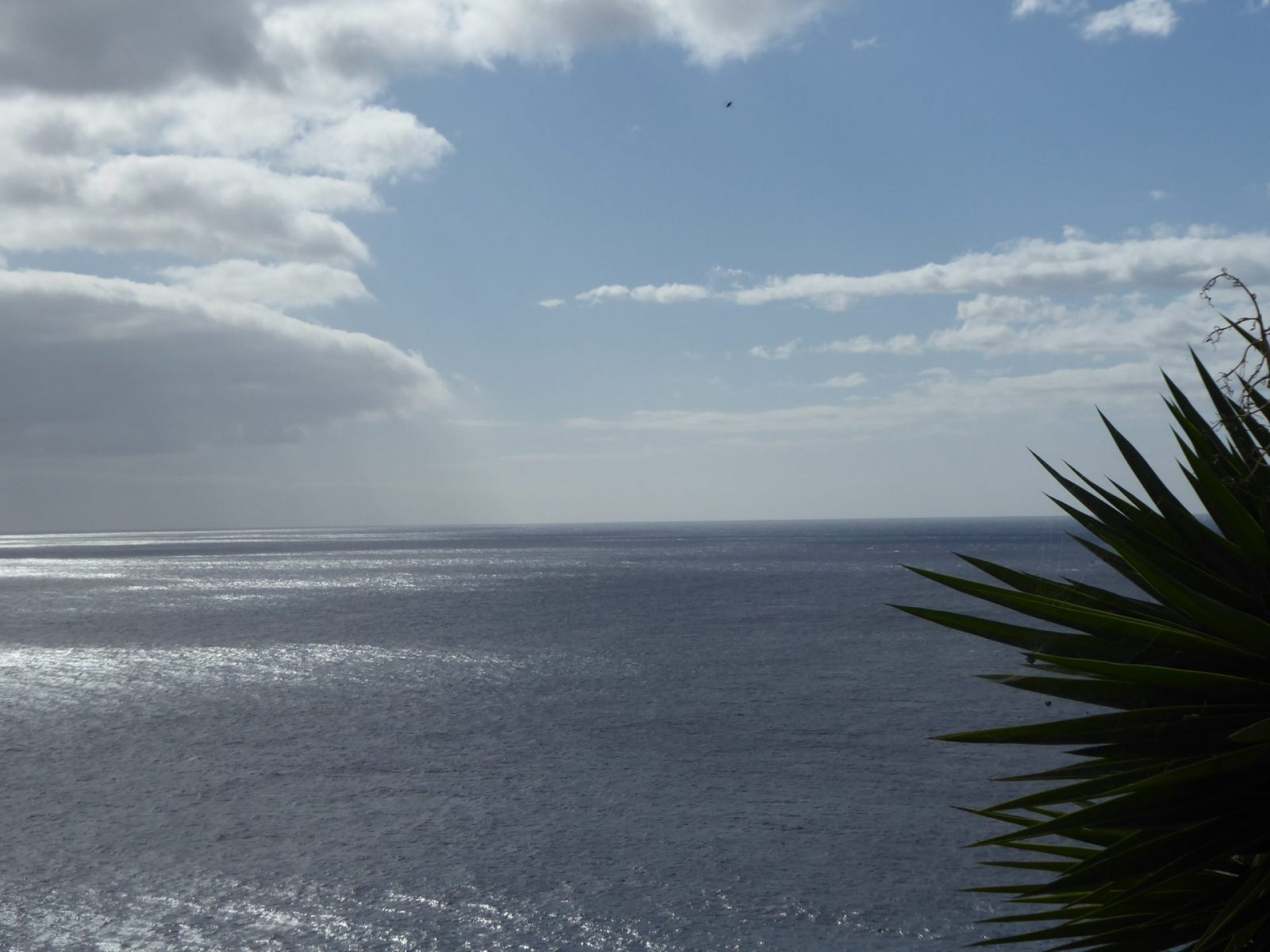 1.12.2021 auf der Blumeninsel Madera (291)