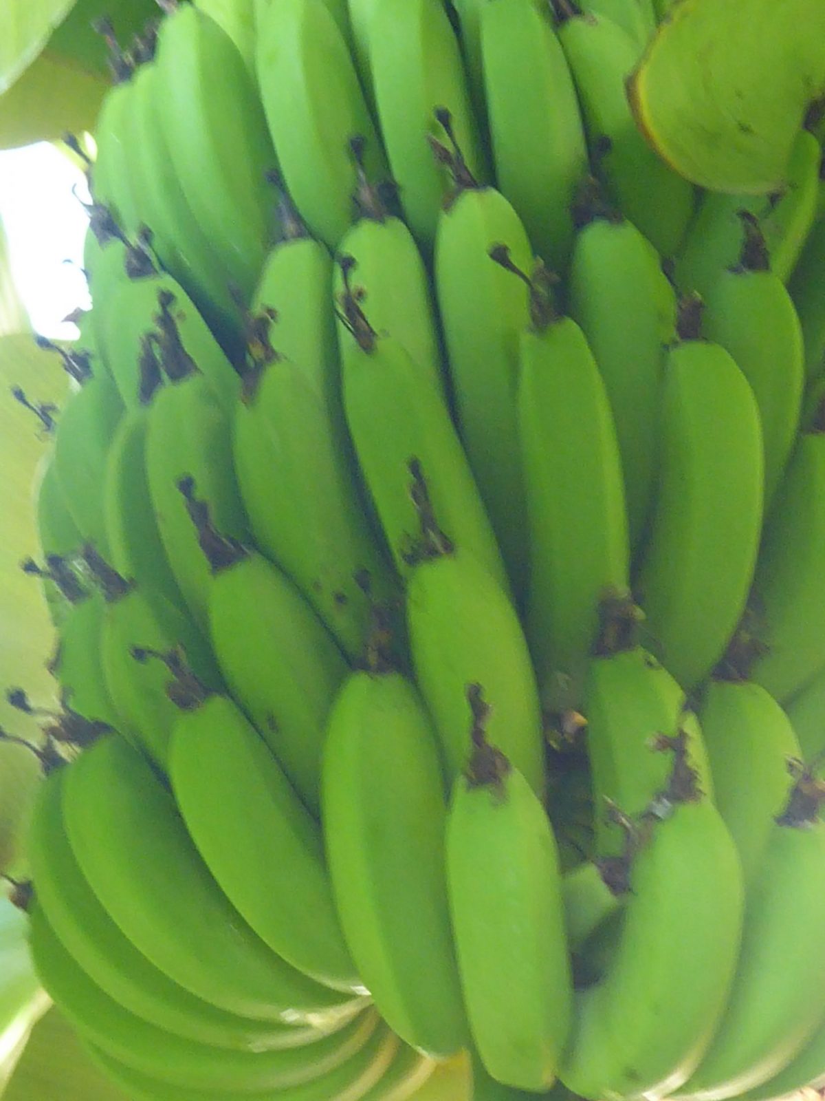 1.12.2021 auf der Blumeninsel Madera (63)