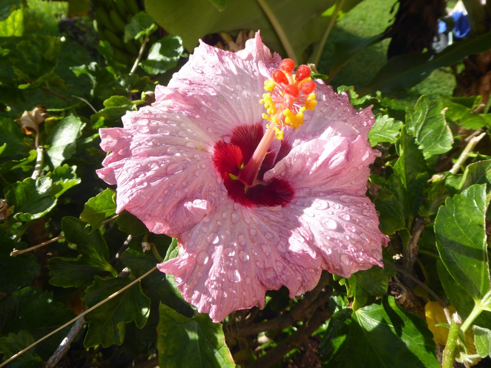 1.12.2021 auf der Blumeninsel Madera (7)