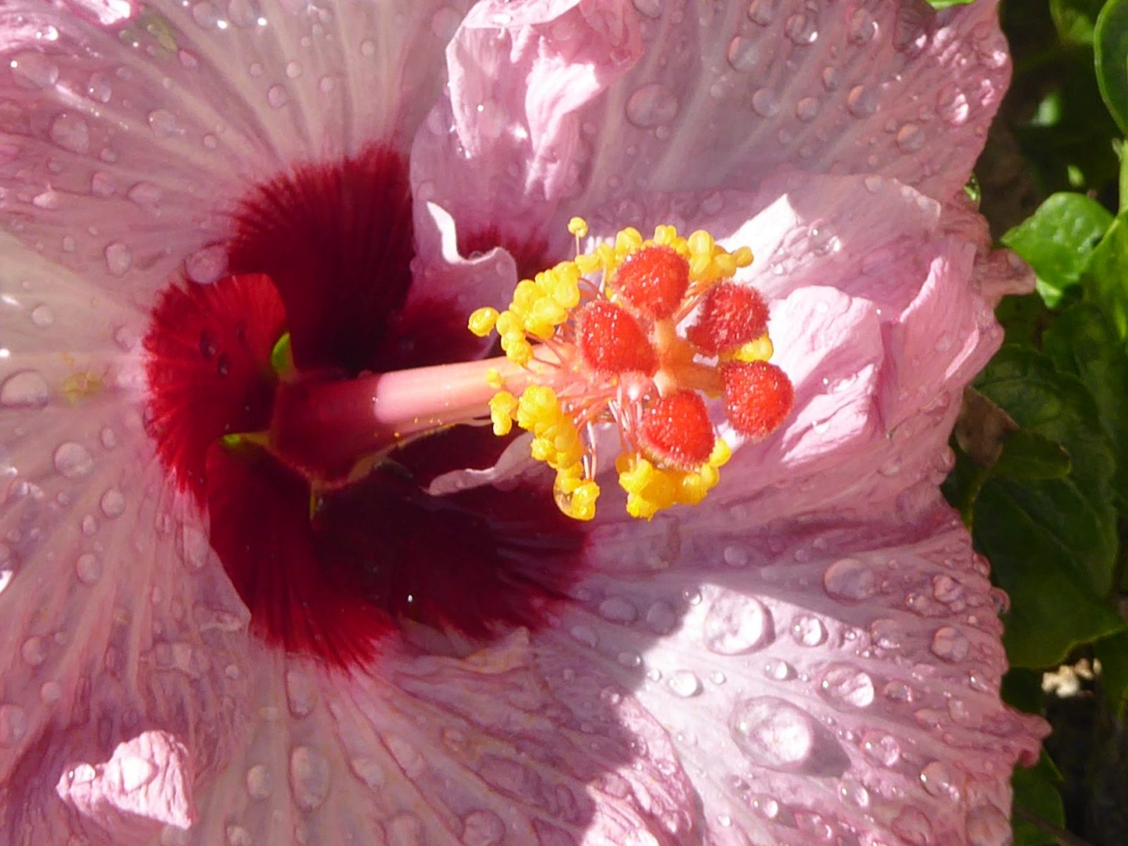 1.12.2021 auf der Blumeninsel Madera (9)