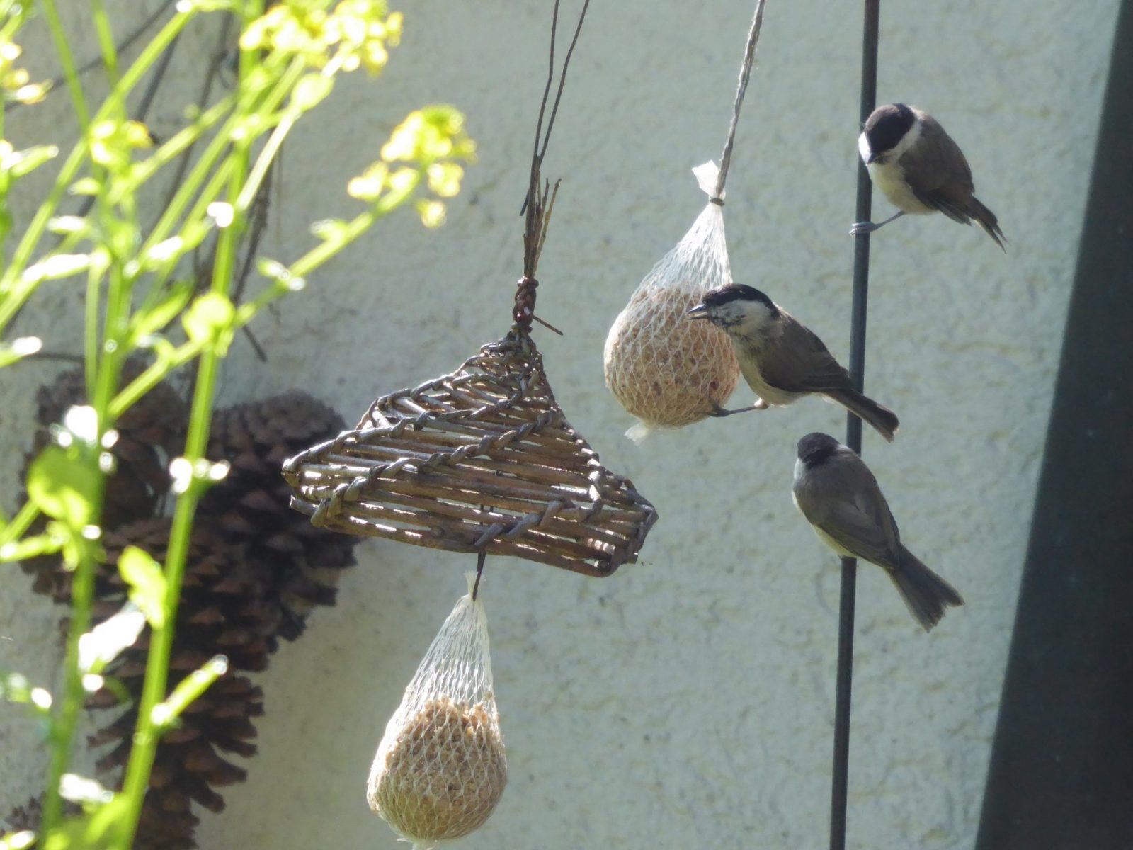 1.6.2021 Sommeranfang (45)