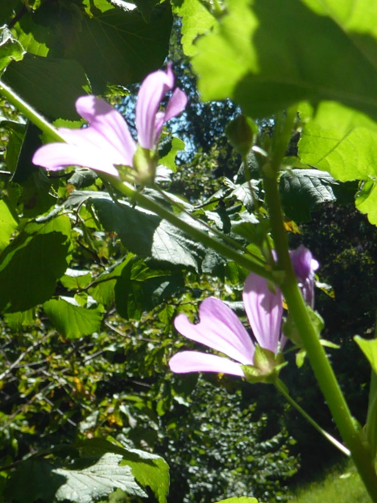 10.+11.8.2022 Babyboy ist da.. (121)