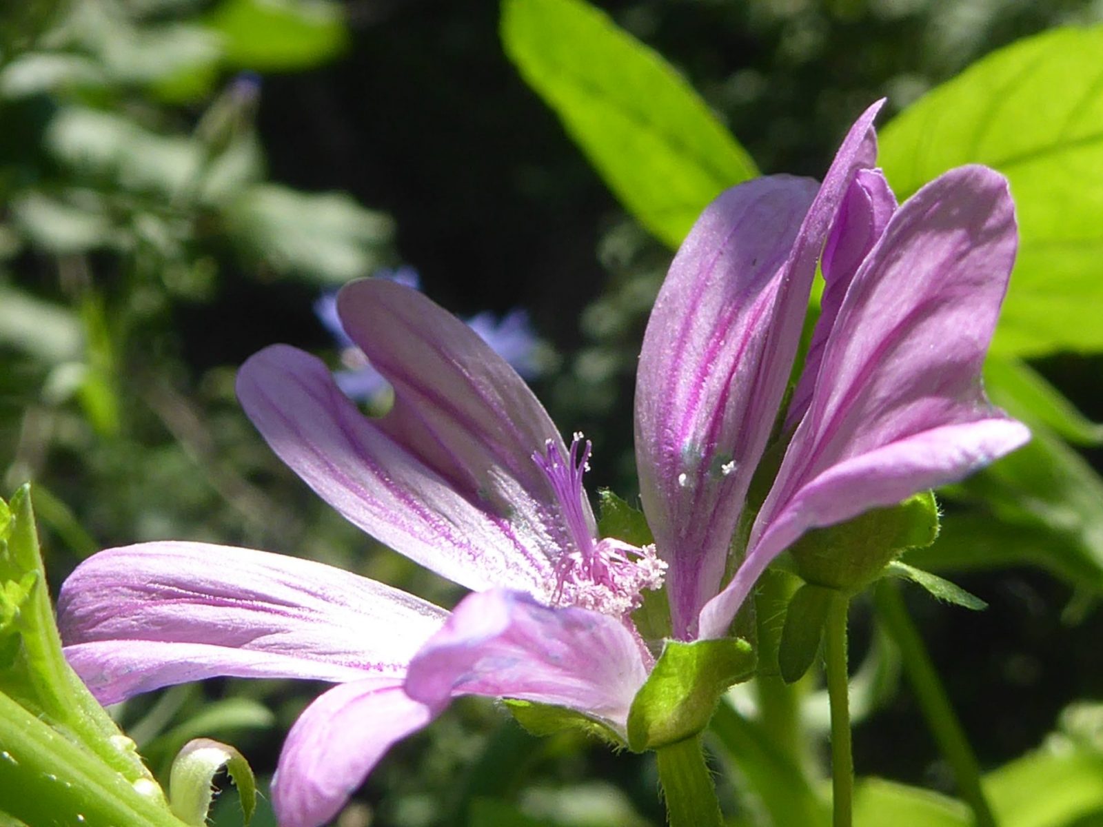 10.+11.8.2022 Babyboy ist da.. (74)