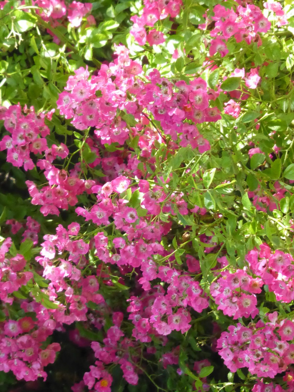 10.7.2021 Herrliche Sonne (22)