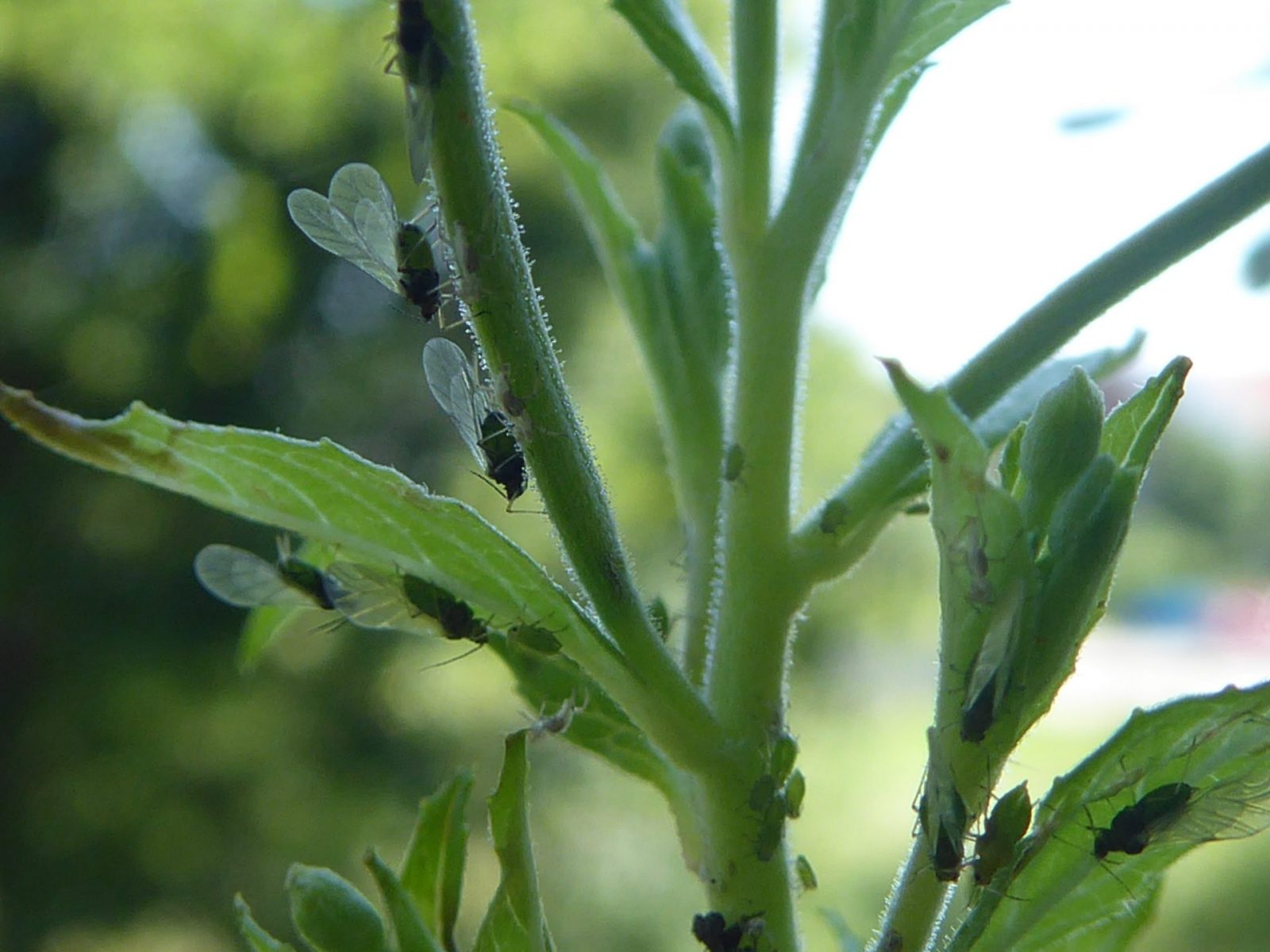 10.7.2021 Herrliche Sonne (50)