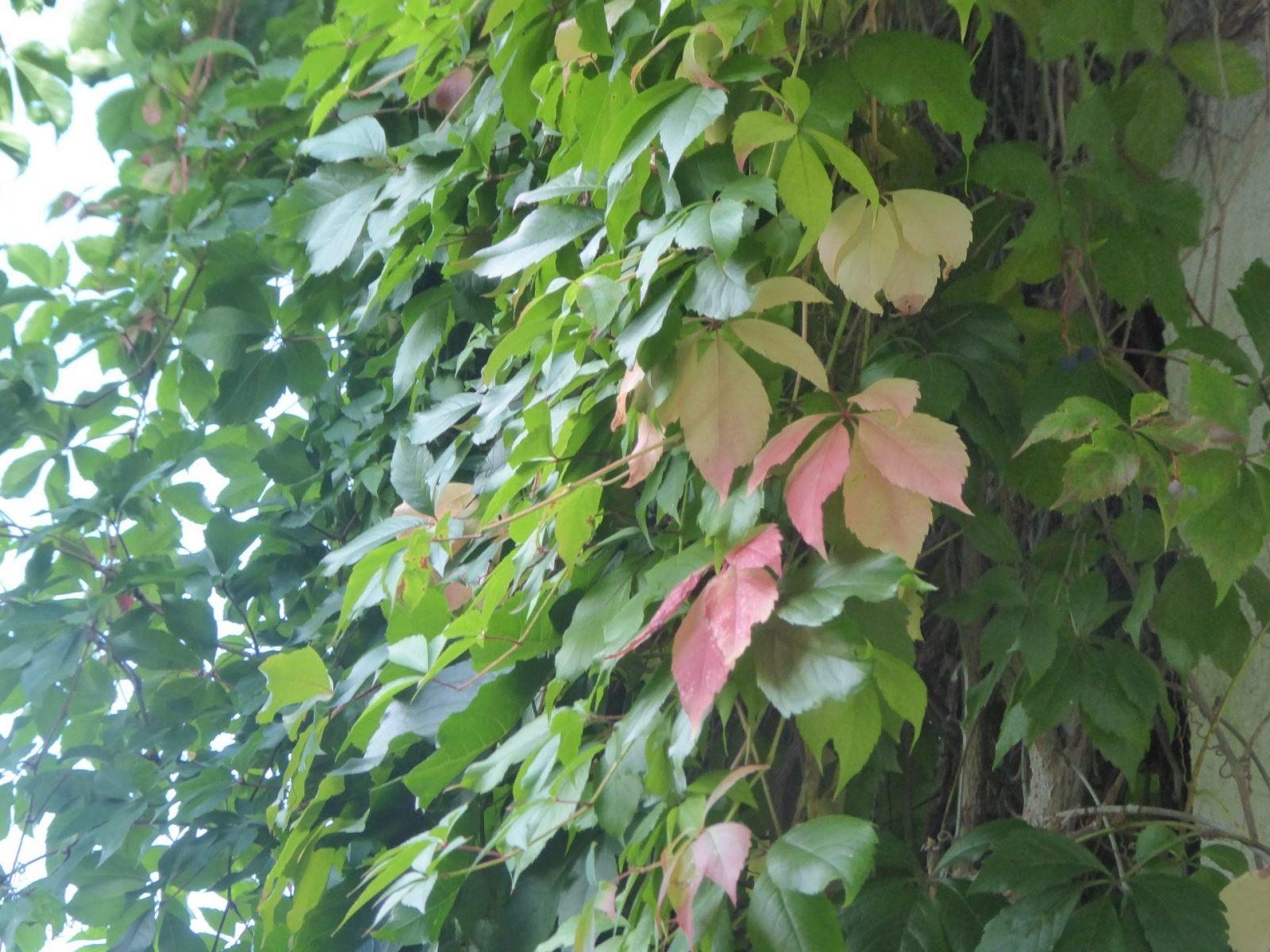 10.9.2022 Mittag (36)