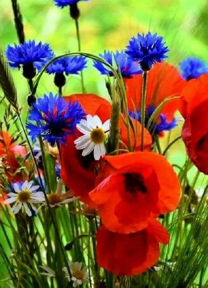 103062629_559240891378854_7138889915131278997_o