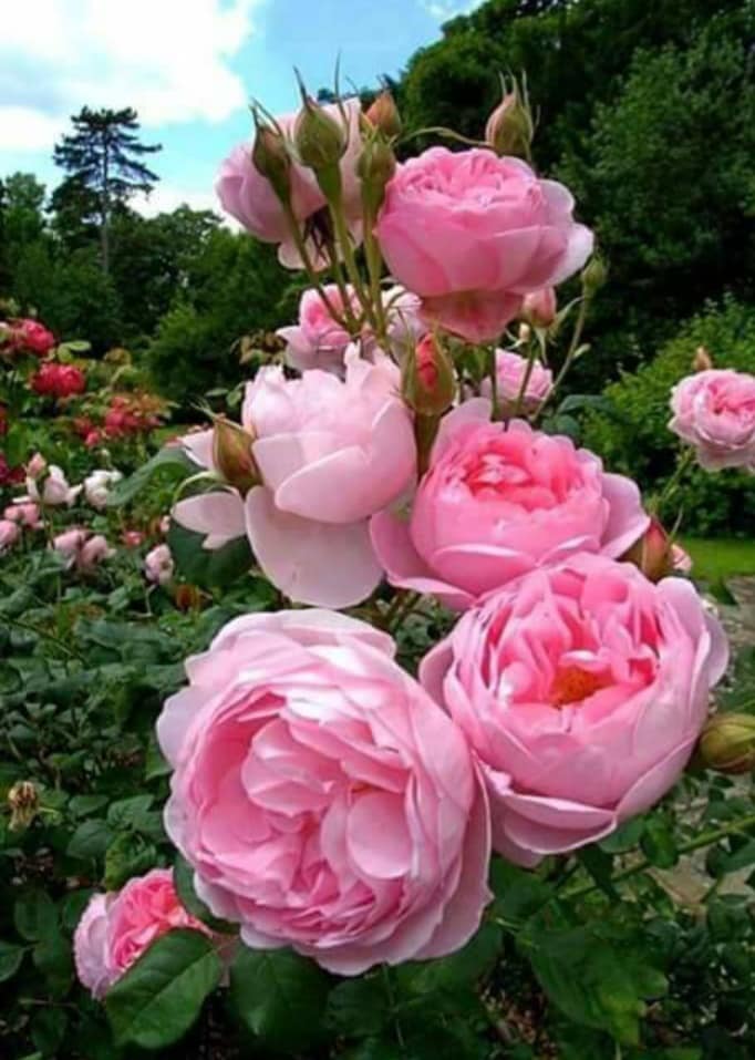 106208227_1685793968252483_2695165066308162869_n