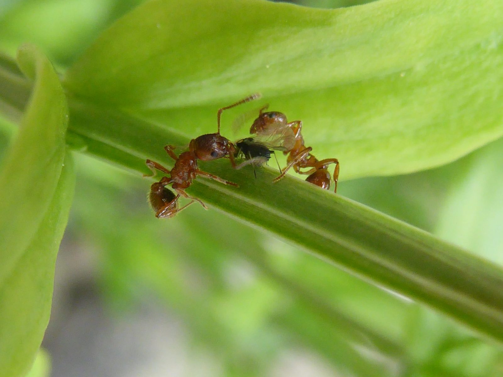 11.6.18 Vormittag Schwimmen (25)