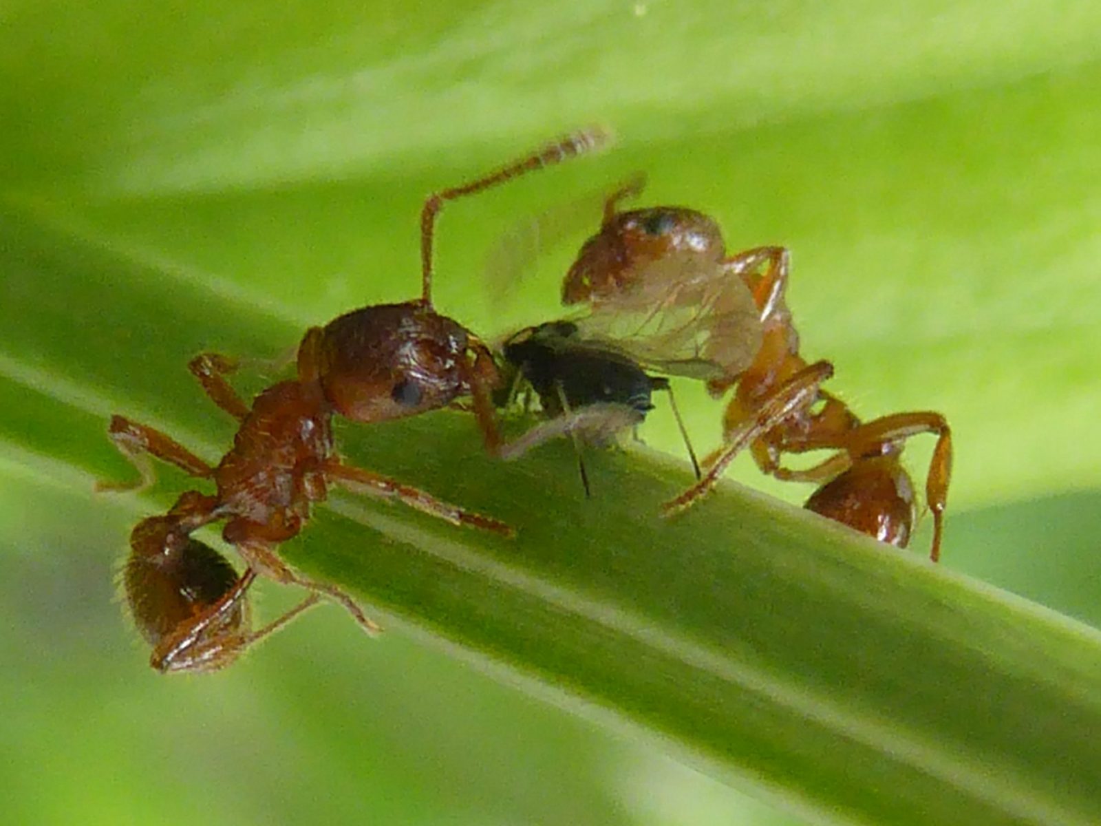 11.6.18 Vormittag Schwimmen (26)