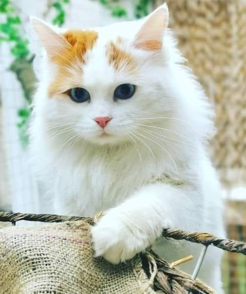 117642432_971830683282287_393930291525764981_n