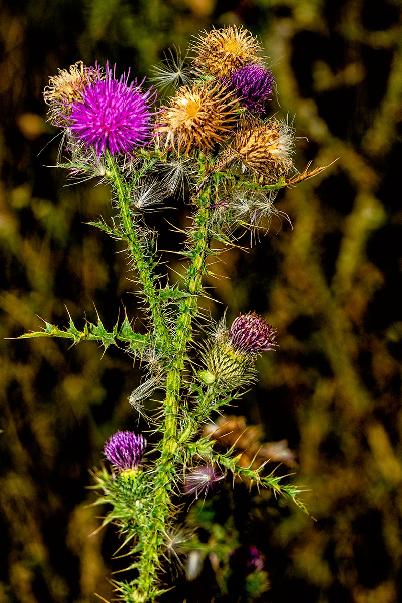 117659757_3261704230585762_7653947529750574806_o