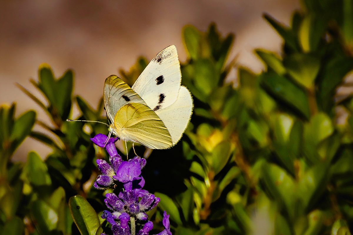 117660439_3265141103575408_5040865164557884908_o