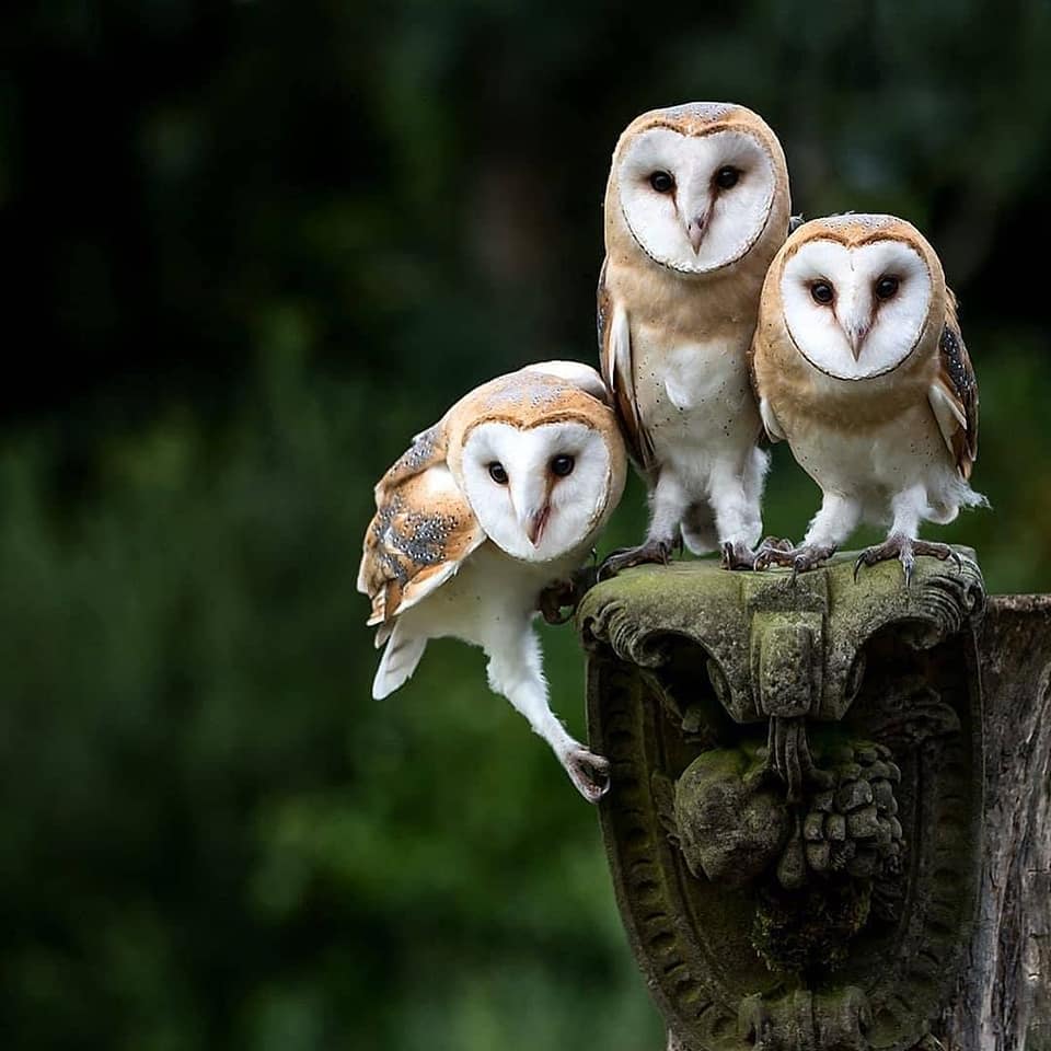 117817568_2070224703110291_308499075627289749_n